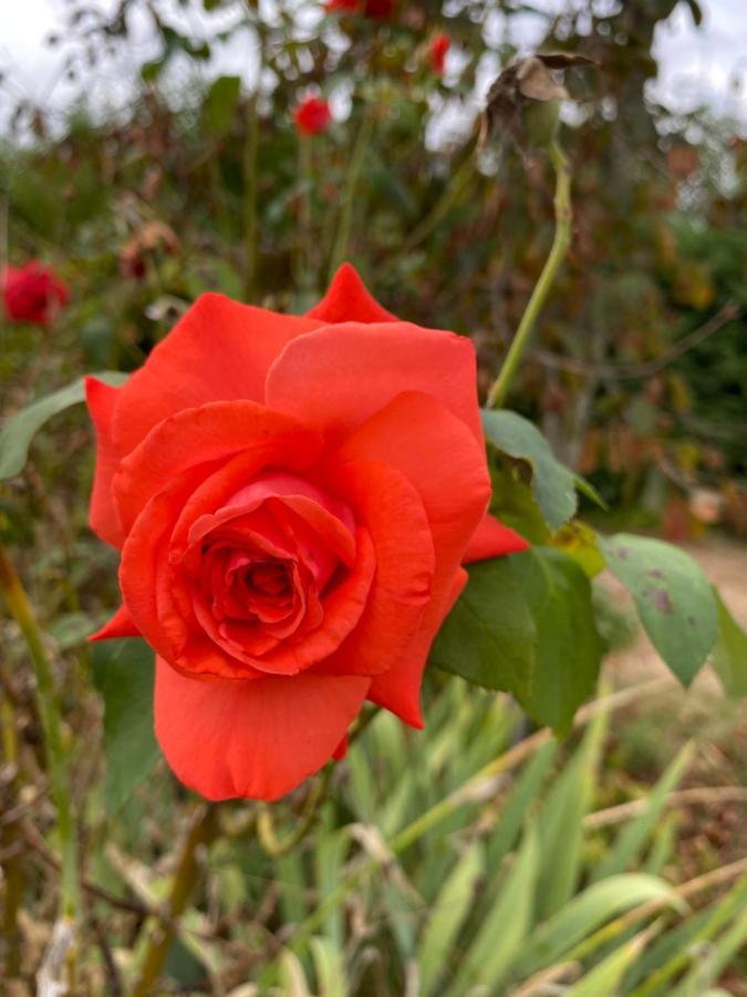 Au Fleuri *